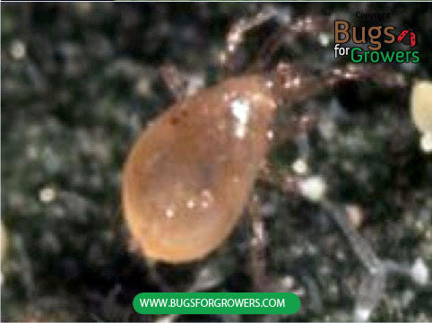 Predatory Mite, Amblyseius swirskii for spider mite, whitefly and thrip control