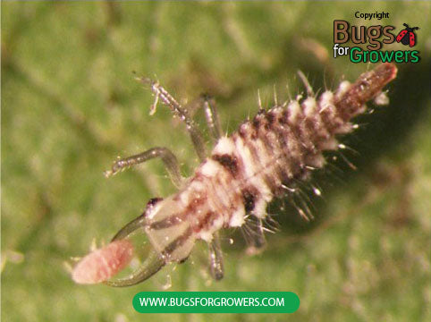 Green Lacewing, Chrysoperla rufilabris- Larvae