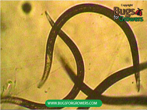 Heterorhabditis bacteriophora Nematodes
