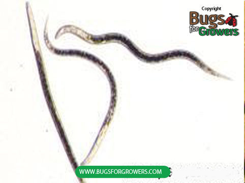 Heterorhabditis indica Nematodes