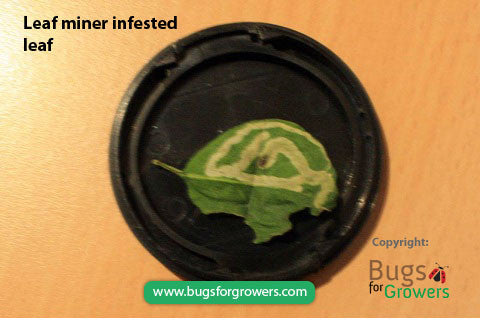 Parasitic wasp Diglyphus isaea for leafminer control