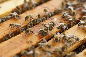 Bee Pest Controls