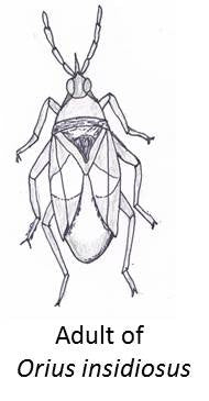 Predatory minute pirate bug, Orius insidiosus for thrip control