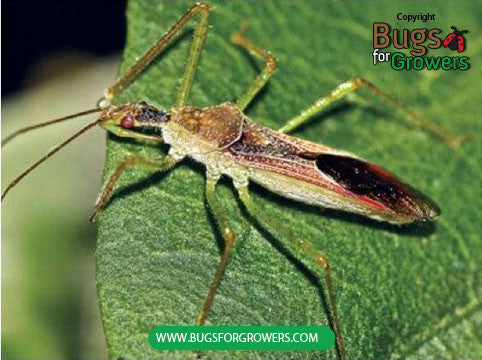 Predatory Assassin bug, Zelus renardii