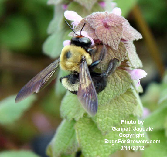 Bumblebees, Bombus impatiens for pollination