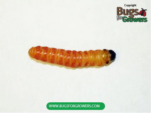 Butterworms – Bugs for Growers