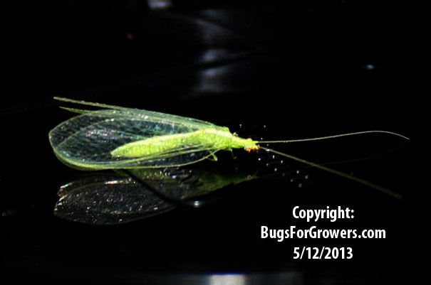 Green Lacewing, Chrysoperla rufilabris- Eggs
