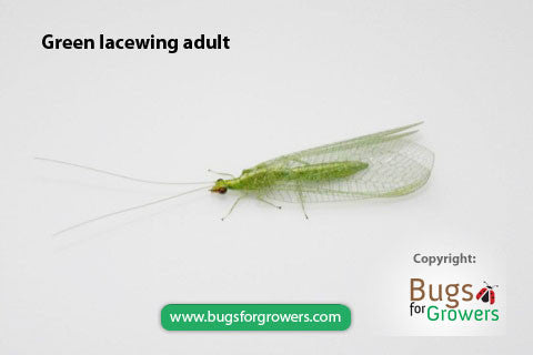 Target pests: Aphids, Whitefly, Leafminer, Mites The Green Lacewing is not