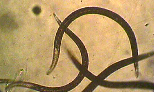 Double Trouble- S. carpocapase & H. bacteriophora nematodes together