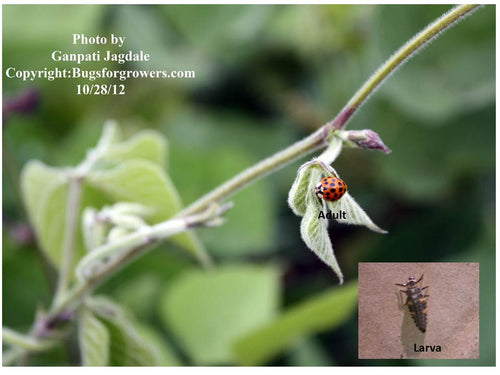 Ladybugs, Hypodamia convergens