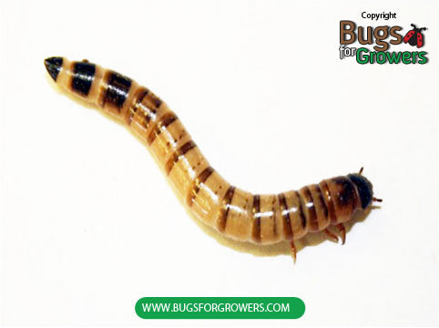 Large Superworms – Bugs for Growers