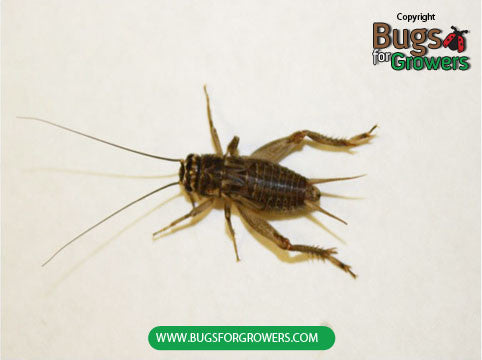 Live Crickets – Bugs for Growers