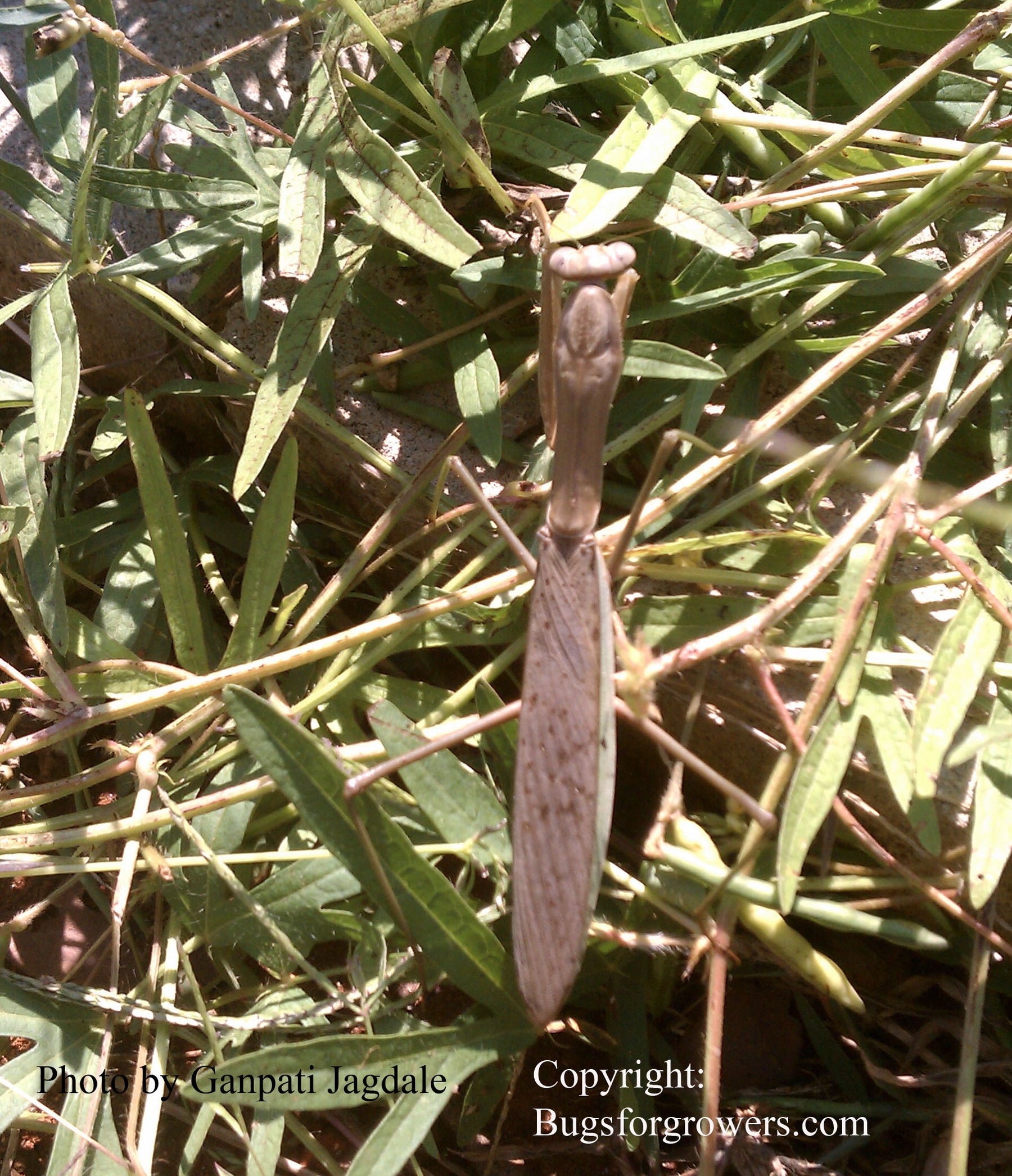 praying mantis plants Praying Mantis – Bugs for Growers