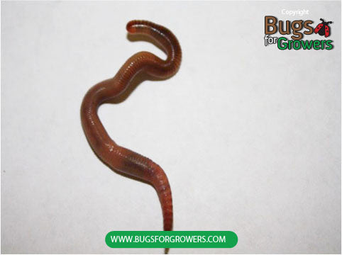 Red Wigglers – Bugs for Growers