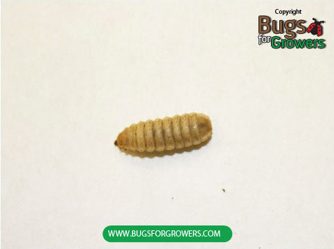 Wax Worms – Bugs for Growers