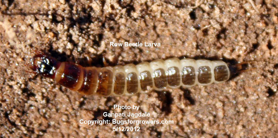 Predatory Rove beetle, Atheta (Dalotia) coriaria – Bugs for Growers