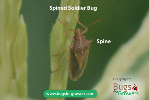Predatory spined soldier bug, Podisus maculiventris