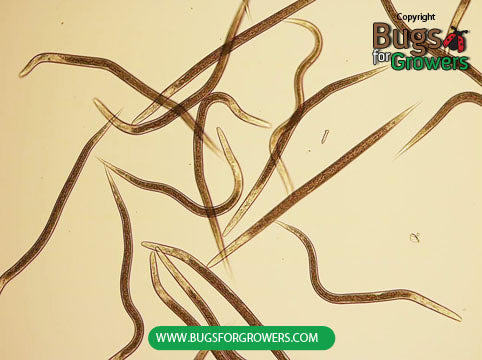 nematode steinernema feltiae for indoor plants Steinernema feltiae Nematodes – Bugs for Growers